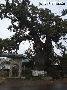 [P14] Stejarul lui Stefan din Cajvana » foto by ionescunic
 - 
<span class="allrVoted glyphicon glyphicon-heart hidden" id="av142447"></span>
<a class="m-l-10 hidden" id="sv142447" onclick="voting_Foto_DelVot(,142447,5114)" role="button">șterge vot <span class="glyphicon glyphicon-remove"></span></a>
<a id="v9142447" class=" c-red"  onclick="voting_Foto_SetVot(142447)" role="button"><span class="glyphicon glyphicon-heart-empty"></span> <b>LIKE</b> = Votează poza</a> <img class="hidden"  id="f142447W9" src="/imagini/loader.gif" border="0" /><span class="AjErrMes hidden" id="e142447ErM"></span>