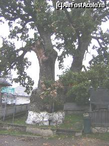 [P24] Casvana - Stejarul multisecular, la umbra caruia s-a oprit Stefan cel Mare » foto by biancuta
 - 
<span class="allrVoted glyphicon glyphicon-heart hidden" id="av141743"></span>
<a class="m-l-10 hidden" id="sv141743" onclick="voting_Foto_DelVot(,141743,5114)" role="button">șterge vot <span class="glyphicon glyphicon-remove"></span></a>
<a id="v9141743" class=" c-red"  onclick="voting_Foto_SetVot(141743)" role="button"><span class="glyphicon glyphicon-heart-empty"></span> <b>LIKE</b> = Votează poza</a> <img class="hidden"  id="f141743W9" src="/imagini/loader.gif" border="0" /><span class="AjErrMes hidden" id="e141743ErM"></span>