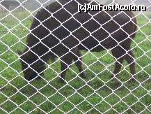 [P22] Zimbru din rezervatia de zimbri Dragos Voda aflata in comuna Vanatori - Neamt, in apropierea manastirii Neamt » foto by mirelaviolet
 - 
<span class="allrVoted glyphicon glyphicon-heart hidden" id="av159393"></span>
<a class="m-l-10 hidden" id="sv159393" onclick="voting_Foto_DelVot(,159393,5114)" role="button">șterge vot <span class="glyphicon glyphicon-remove"></span></a>
<a id="v9159393" class=" c-red"  onclick="voting_Foto_SetVot(159393)" role="button"><span class="glyphicon glyphicon-heart-empty"></span> <b>LIKE</b> = Votează poza</a> <img class="hidden"  id="f159393W9" src="/imagini/loader.gif" border="0" /><span class="AjErrMes hidden" id="e159393ErM"></span>