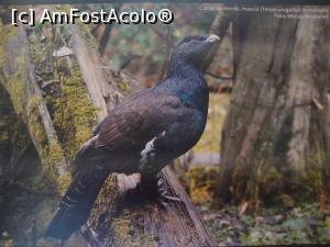[P22] Centrul de Vizitare pentru Parcul Naţional Piatra Craiului - în imagine este un cocoş de munte, pasăre ce poate fi întâlnită în acest areal. » foto by Floryn81
 - 
<span class="allrVoted glyphicon glyphicon-heart hidden" id="av878248"></span>
<a class="m-l-10 hidden" id="sv878248" onclick="voting_Foto_DelVot(,878248,5641)" role="button">șterge vot <span class="glyphicon glyphicon-remove"></span></a>
<a id="v9878248" class=" c-red"  onclick="voting_Foto_SetVot(878248)" role="button"><span class="glyphicon glyphicon-heart-empty"></span> <b>LIKE</b> = Votează poza</a> <img class="hidden"  id="f878248W9" src="/imagini/loader.gif" border="0" /><span class="AjErrMes hidden" id="e878248ErM"></span>