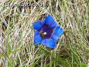 P04 [FEB-2021] Floarea albastră de Gențiană