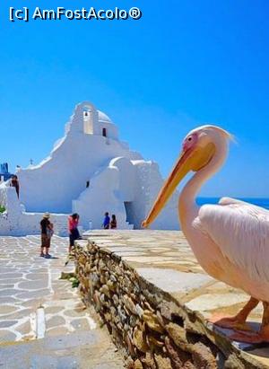 [P06] Petros, pelicanul din Mykonos, in jurul caruia s-au tesut multe legende » foto by dorgo
 - 
<span class="allrVoted glyphicon glyphicon-heart hidden" id="av1258743"></span>
<a class="m-l-10 hidden" id="sv1258743" onclick="voting_Foto_DelVot(,1258743,5760)" role="button">șterge vot <span class="glyphicon glyphicon-remove"></span></a>
<a id="v91258743" class=" c-red"  onclick="voting_Foto_SetVot(1258743)" role="button"><span class="glyphicon glyphicon-heart-empty"></span> <b>LIKE</b> = Votează poza</a> <img class="hidden"  id="f1258743W9" src="/imagini/loader.gif" border="0" /><span class="AjErrMes hidden" id="e1258743ErM"></span>