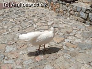 [P29] Lacul Ohrid, Mănăstirea Sf. Naum, În curtea exterioară patrulează Păunii, paznicii spirituali ai mănăstirii » foto by mprofeanu
 - 
<span class="allrVoted glyphicon glyphicon-heart hidden" id="av1541579"></span>
<a class="m-l-10 hidden" id="sv1541579" onclick="voting_Foto_DelVot(,1541579,5763)" role="button">șterge vot <span class="glyphicon glyphicon-remove"></span></a>
<a id="v91541579" class=" c-red"  onclick="voting_Foto_SetVot(1541579)" role="button"><span class="glyphicon glyphicon-heart-empty"></span> <b>LIKE</b> = Votează poza</a> <img class="hidden"  id="f1541579W9" src="/imagini/loader.gif" border="0" /><span class="AjErrMes hidden" id="e1541579ErM"></span>
