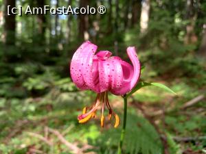 [P11] Floricele de la munte » foto by Mika
 - 
<span class="allrVoted glyphicon glyphicon-heart hidden" id="av1480717"></span>
<a class="m-l-10 hidden" id="sv1480717" onclick="voting_Foto_DelVot(,1480717,5764)" role="button">șterge vot <span class="glyphicon glyphicon-remove"></span></a>
<a id="v91480717" class=" c-red"  onclick="voting_Foto_SetVot(1480717)" role="button"><span class="glyphicon glyphicon-heart-empty"></span> <b>LIKE</b> = Votează poza</a> <img class="hidden"  id="f1480717W9" src="/imagini/loader.gif" border="0" /><span class="AjErrMes hidden" id="e1480717ErM"></span>