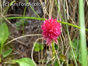 [P09] Floricele de la munte » foto by Mika
 - 
<span class="allrVoted glyphicon glyphicon-heart hidden" id="av1480715"></span>
<a class="m-l-10 hidden" id="sv1480715" onclick="voting_Foto_DelVot(,1480715,5764)" role="button">șterge vot <span class="glyphicon glyphicon-remove"></span></a>
<a id="v91480715" class=" c-red"  onclick="voting_Foto_SetVot(1480715)" role="button"><span class="glyphicon glyphicon-heart-empty"></span> <b>LIKE</b> = Votează poza</a> <img class="hidden"  id="f1480715W9" src="/imagini/loader.gif" border="0" /><span class="AjErrMes hidden" id="e1480715ErM"></span>