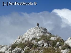 [P26] Creasta Nordică a Craiului » foto by Mika
 - 
<span class="allrVoted glyphicon glyphicon-heart hidden" id="av1508293"></span>
<a class="m-l-10 hidden" id="sv1508293" onclick="voting_Foto_DelVot(,1508293,5764)" role="button">șterge vot <span class="glyphicon glyphicon-remove"></span></a>
<a id="v91508293" class=" c-red"  onclick="voting_Foto_SetVot(1508293)" role="button"><span class="glyphicon glyphicon-heart-empty"></span> <b>LIKE</b> = Votează poza</a> <img class="hidden"  id="f1508293W9" src="/imagini/loader.gif" border="0" /><span class="AjErrMes hidden" id="e1508293ErM"></span>