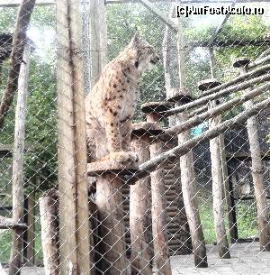 [P05] Un râs căruia nu-i arde de râs - Grădina Zoologică Chișinău » foto by izabiza
 - 
<span class="allrVoted glyphicon glyphicon-heart hidden" id="av647047"></span>
<a class="m-l-10 hidden" id="sv647047" onclick="voting_Foto_DelVot(,647047,5834)" role="button">șterge vot <span class="glyphicon glyphicon-remove"></span></a>
<a id="v9647047" class=" c-red"  onclick="voting_Foto_SetVot(647047)" role="button"><span class="glyphicon glyphicon-heart-empty"></span> <b>LIKE</b> = Votează poza</a> <img class="hidden"  id="f647047W9" src="/imagini/loader.gif" border="0" /><span class="AjErrMes hidden" id="e647047ErM"></span>