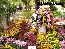 [P10] Festivalul florilor de toamna, Gradina Mare, Braila - un frumos aranjament floral inconjurat de crizanteme de toate culorile » foto by ascent
 - 
<span class="allrVoted glyphicon glyphicon-heart hidden" id="av153878"></span>
<a class="m-l-10 hidden" id="sv153878" onclick="voting_Foto_DelVot(,153878,5899)" role="button">șterge vot <span class="glyphicon glyphicon-remove"></span></a>
<a id="v9153878" class=" c-red"  onclick="voting_Foto_SetVot(153878)" role="button"><span class="glyphicon glyphicon-heart-empty"></span> <b>LIKE</b> = Votează poza</a> <img class="hidden"  id="f153878W9" src="/imagini/loader.gif" border="0" /><span class="AjErrMes hidden" id="e153878ErM"></span>