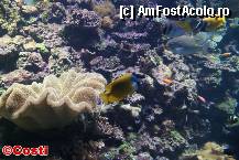 [P13] Zoo Leipzig / Fauna specifică recifului de corali include şi peşti viu coloraţi şi cu forme ciudate. » foto by Costi
 - 
<span class="allrVoted glyphicon glyphicon-heart hidden" id="av329197"></span>
<a class="m-l-10 hidden" id="sv329197" onclick="voting_Foto_DelVot(,329197,5925)" role="button">șterge vot <span class="glyphicon glyphicon-remove"></span></a>
<a id="v9329197" class=" c-red"  onclick="voting_Foto_SetVot(329197)" role="button"><span class="glyphicon glyphicon-heart-empty"></span> <b>LIKE</b> = Votează poza</a> <img class="hidden"  id="f329197W9" src="/imagini/loader.gif" border="0" /><span class="AjErrMes hidden" id="e329197ErM"></span>