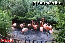 [P02] Zoo Leipzig / Grupul de flamingo roz, aranjaţi parcă special pentru o şedinţă foto » foto by Costi
 - 
<span class="allrVoted glyphicon glyphicon-heart hidden" id="av329168"></span>
<a class="m-l-10 hidden" id="sv329168" onclick="voting_Foto_DelVot(,329168,5925)" role="button">șterge vot <span class="glyphicon glyphicon-remove"></span></a>
<a id="v9329168" class=" c-red"  onclick="voting_Foto_SetVot(329168)" role="button"><span class="glyphicon glyphicon-heart-empty"></span> <b>LIKE</b> = Votează poza</a> <img class="hidden"  id="f329168W9" src="/imagini/loader.gif" border="0" /><span class="AjErrMes hidden" id="e329168ErM"></span>