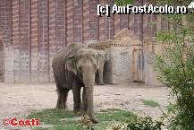 [P23] Zoo Leipzig / Un elefant în templul elefanţilor Ganesha Mandir » foto by Costi
 - 
<span class="allrVoted glyphicon glyphicon-heart hidden" id="av329214"></span>
<a class="m-l-10 hidden" id="sv329214" onclick="voting_Foto_DelVot(,329214,5925)" role="button">șterge vot <span class="glyphicon glyphicon-remove"></span></a>
<a id="v9329214" class=" c-red"  onclick="voting_Foto_SetVot(329214)" role="button"><span class="glyphicon glyphicon-heart-empty"></span> <b>LIKE</b> = Votează poza</a> <img class="hidden"  id="f329214W9" src="/imagini/loader.gif" border="0" /><span class="AjErrMes hidden" id="e329214ErM"></span>