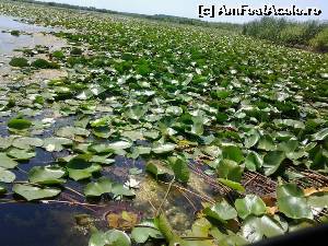 [P05]  -- <small>// FĂRĂ DESCRIERE</small> » foto by kiko
 - 
<span class="allrVoted glyphicon glyphicon-heart hidden" id="av528079"></span>
<a class="m-l-10 hidden" id="sv528079" onclick="voting_Foto_DelVot(,528079,6339)" role="button">șterge vot <span class="glyphicon glyphicon-remove"></span></a>
<a id="v9528079" class=" c-red"  onclick="voting_Foto_SetVot(528079)" role="button"><span class="glyphicon glyphicon-heart-empty"></span> <b>LIKE</b> = Votează poza</a> <img class="hidden"  id="f528079W9" src="/imagini/loader.gif" border="0" /><span class="AjErrMes hidden" id="e528079ErM"></span>