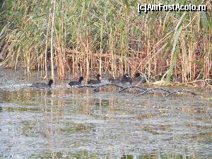 [P11] Lisite mergand spre 'dormitor' » foto by valileau
 - 
<span class="allrVoted glyphicon glyphicon-heart hidden" id="av682659"></span>
<a class="m-l-10 hidden" id="sv682659" onclick="voting_Foto_DelVot(,682659,6339)" role="button">șterge vot <span class="glyphicon glyphicon-remove"></span></a>
<a id="v9682659" class=" c-red"  onclick="voting_Foto_SetVot(682659)" role="button"><span class="glyphicon glyphicon-heart-empty"></span> <b>LIKE</b> = Votează poza</a> <img class="hidden"  id="f682659W9" src="/imagini/loader.gif" border="0" /><span class="AjErrMes hidden" id="e682659ErM"></span>