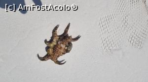 P14 [OCT-2021] crab într-o carapace
