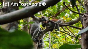 [P13] colobus rosii » foto by robert
 - 
<span class="allrVoted glyphicon glyphicon-heart hidden" id="av1268311"></span>
<a class="m-l-10 hidden" id="sv1268311" onclick="voting_Foto_DelVot(,1268311,6379)" role="button">șterge vot <span class="glyphicon glyphicon-remove"></span></a>
<a id="v91268311" class=" c-red"  onclick="voting_Foto_SetVot(1268311)" role="button"><span class="glyphicon glyphicon-heart-empty"></span> <b>LIKE</b> = Votează poza</a> <img class="hidden"  id="f1268311W9" src="/imagini/loader.gif" border="0" /><span class="AjErrMes hidden" id="e1268311ErM"></span>