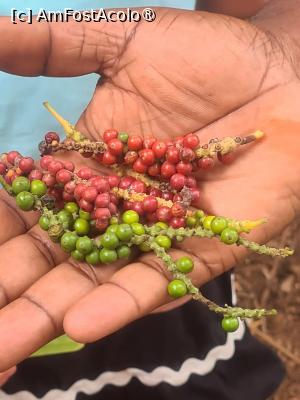 [P08] Soiuri de piper » foto by Tonyc
 - 
<span class="allrVoted glyphicon glyphicon-heart hidden" id="av1516882"></span>
<a class="m-l-10 hidden" id="sv1516882" onclick="voting_Foto_DelVot(,1516882,6379)" role="button">șterge vot <span class="glyphicon glyphicon-remove"></span></a>
<a id="v91516882" class=" c-red"  onclick="voting_Foto_SetVot(1516882)" role="button"><span class="glyphicon glyphicon-heart-empty"></span> <b>LIKE</b> = Votează poza</a> <img class="hidden"  id="f1516882W9" src="/imagini/loader.gif" border="0" /><span class="AjErrMes hidden" id="e1516882ErM"></span>