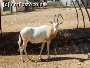 P10 [JUN-2021] Friguia Park Tunisia - oryx