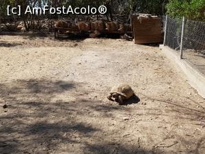 P16 [JUN-2021] Friguia Park Tunisia - broască ţestoasă