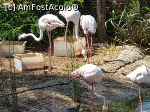 P08 [JUN-2021] Friguia Park Tunisia - flamingo