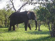 P20 [JAN-2009] cel mai mare elefant aici l-am intalnit