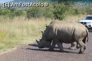 P07 [APR-2019] Chiar trec drumul. Cum știa Ian ca asa se va întâmpla din clipa în care a zărit rinocerii? 