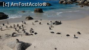 P15 [AUG-2016] Simon's Town - colonia de pinguini de pe Boulders Beach