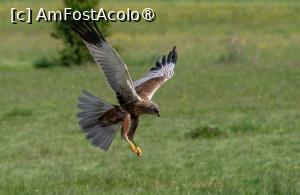 [P02] Așa i-am văzut de multe ori, cu binoclu, la balta Limanu, deasupra stufărișului (preluată de pe sor. ro) » foto by naturiști
 - 
<span class="allrVoted glyphicon glyphicon-heart hidden" id="av1547177"></span>
<a class="m-l-10 hidden" id="sv1547177" onclick="voting_Foto_DelVot(,1547177,6514)" role="button">șterge vot <span class="glyphicon glyphicon-remove"></span></a>
<a id="v91547177" class=" c-red"  onclick="voting_Foto_SetVot(1547177)" role="button"><span class="glyphicon glyphicon-heart-empty"></span> <b>LIKE</b> = Votează poza</a> <img class="hidden"  id="f1547177W9" src="/imagini/loader.gif" border="0" /><span class="AjErrMes hidden" id="e1547177ErM"></span>