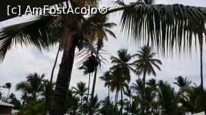 P42 [OCT-2015] Alte două săptămâni în Paradis - cocotierii