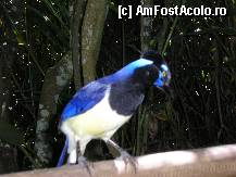 [P26] o pasare care ne privea inainte de a porni la Gatul Diavolului » foto by grecudoina
 - 
<span class="allrVoted glyphicon glyphicon-heart hidden" id="av292392"></span>
<a class="m-l-10 hidden" id="sv292392" onclick="voting_Foto_DelVot(,292392,6751)" role="button">șterge vot <span class="glyphicon glyphicon-remove"></span></a>
<a id="v9292392" class=" c-red"  onclick="voting_Foto_SetVot(292392)" role="button"><span class="glyphicon glyphicon-heart-empty"></span> <b>LIKE</b> = Votează poza</a> <img class="hidden"  id="f292392W9" src="/imagini/loader.gif" border="0" /><span class="AjErrMes hidden" id="e292392ErM"></span>