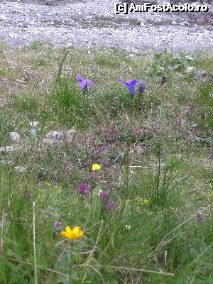 [P86] Transalpina acum, în multe imagini și puține cuvinte -... pe malul Lotrului » foto by Lyssys
 - 
<span class="allrVoted glyphicon glyphicon-heart hidden" id="av636572"></span>
<a class="m-l-10 hidden" id="sv636572" onclick="voting_Foto_DelVot(,636572,7149)" role="button">șterge vot <span class="glyphicon glyphicon-remove"></span></a>
<a id="v9636572" class=" c-red"  onclick="voting_Foto_SetVot(636572)" role="button"><span class="glyphicon glyphicon-heart-empty"></span> <b>LIKE</b> = Votează poza</a> <img class="hidden"  id="f636572W9" src="/imagini/loader.gif" border="0" /><span class="AjErrMes hidden" id="e636572ErM"></span>