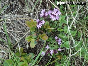 [P08] Soseaua Transalpina. Dupa ceva efort am ajuns la flori si le puteti vedea in toata splendoarea lor.  » foto by vega06
 - 
<span class="allrVoted glyphicon glyphicon-heart hidden" id="av571398"></span>
<a class="m-l-10 hidden" id="sv571398" onclick="voting_Foto_DelVot(,571398,7149)" role="button">șterge vot <span class="glyphicon glyphicon-remove"></span></a>
<a id="v9571398" class=" c-red"  onclick="voting_Foto_SetVot(571398)" role="button"><span class="glyphicon glyphicon-heart-empty"></span> <b>LIKE</b> = Votează poza</a> <img class="hidden"  id="f571398W9" src="/imagini/loader.gif" border="0" /><span class="AjErrMes hidden" id="e571398ErM"></span>