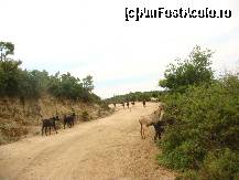 P33 [JUL-2010] capre pe drum...