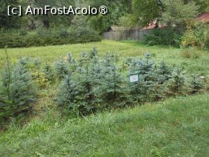 [P32] Parcul dendrologic - Dofteana. » foto by iulianic
 - 
<span class="allrVoted glyphicon glyphicon-heart hidden" id="av1476258"></span>
<a class="m-l-10 hidden" id="sv1476258" onclick="voting_Foto_DelVot(,1476258,7361)" role="button">șterge vot <span class="glyphicon glyphicon-remove"></span></a>
<a id="v91476258" class=" c-red"  onclick="voting_Foto_SetVot(1476258)" role="button"><span class="glyphicon glyphicon-heart-empty"></span> <b>LIKE</b> = Votează poza</a> <img class="hidden"  id="f1476258W9" src="/imagini/loader.gif" border="0" /><span class="AjErrMes hidden" id="e1476258ErM"></span>