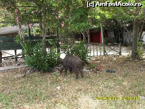 [P26] intalnirea cu mistretii infometati.  » foto by adryana
 - 
<span class="allrVoted glyphicon glyphicon-heart hidden" id="av543462"></span>
<a class="m-l-10 hidden" id="sv543462" onclick="voting_Foto_DelVot(,543462,7464)" role="button">șterge vot <span class="glyphicon glyphicon-remove"></span></a>
<a id="v9543462" class=" c-red"  onclick="voting_Foto_SetVot(543462)" role="button"><span class="glyphicon glyphicon-heart-empty"></span> <b>LIKE</b> = Votează poza</a> <img class="hidden"  id="f543462W9" src="/imagini/loader.gif" border="0" /><span class="AjErrMes hidden" id="e543462ErM"></span>