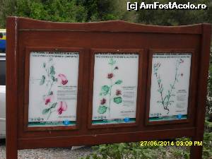 [P39] alte plante ocrotite.  » foto by adryana
 - 
<span class="allrVoted glyphicon glyphicon-heart hidden" id="av543475"></span>
<a class="m-l-10 hidden" id="sv543475" onclick="voting_Foto_DelVot(,543475,7464)" role="button">șterge vot <span class="glyphicon glyphicon-remove"></span></a>
<a id="v9543475" class=" c-red"  onclick="voting_Foto_SetVot(543475)" role="button"><span class="glyphicon glyphicon-heart-empty"></span> <b>LIKE</b> = Votează poza</a> <img class="hidden"  id="f543475W9" src="/imagini/loader.gif" border="0" /><span class="AjErrMes hidden" id="e543475ErM"></span>