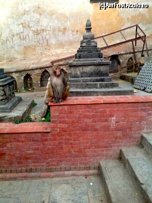 [P07] paroasa cea nebuna » foto by buterfly*
 - 
<span class="allrVoted glyphicon glyphicon-heart hidden" id="av509234"></span>
<a class="m-l-10 hidden" id="sv509234" onclick="voting_Foto_DelVot(,509234,7929)" role="button">șterge vot <span class="glyphicon glyphicon-remove"></span></a>
<a id="v9509234" class=" c-red"  onclick="voting_Foto_SetVot(509234)" role="button"><span class="glyphicon glyphicon-heart-empty"></span> <b>LIKE</b> = Votează poza</a> <img class="hidden"  id="f509234W9" src="/imagini/loader.gif" border="0" /><span class="AjErrMes hidden" id="e509234ErM"></span>