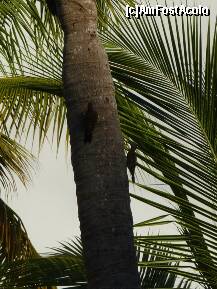 P18 [OCT-2011] ciocanitori dominicane