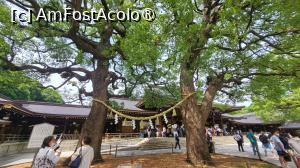 [P16] Printre copacii plantati pe terenul din jurul templului, am descoperit si arbori de camfor, plantati in 1920, la momentul consfintirii templului Meiji, fiind considerati sacri. Cei doi arbori giganti de camfor cunoscuti ca ,,Sot si sotie”, au devenit un simbol al casniciei fericite si al vietii de familie. » foto by geani anto
 - 
<span class="allrVoted glyphicon glyphicon-heart hidden" id="av1437249"></span>
<a class="m-l-10 hidden" id="sv1437249" onclick="voting_Foto_DelVot(,1437249,7999)" role="button">șterge vot <span class="glyphicon glyphicon-remove"></span></a>
<a id="v91437249" class=" c-red"  onclick="voting_Foto_SetVot(1437249)" role="button"><span class="glyphicon glyphicon-heart-empty"></span> <b>LIKE</b> = Votează poza</a> <img class="hidden"  id="f1437249W9" src="/imagini/loader.gif" border="0" /><span class="AjErrMes hidden" id="e1437249ErM"></span>