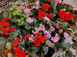 [P10] Casa Românească; floricele » foto by crismis
 - 
<span class="allrVoted glyphicon glyphicon-heart hidden" id="av1487577"></span>
<a class="m-l-10 hidden" id="sv1487577" onclick="voting_Foto_DelVot(,1487577,8050)" role="button">șterge vot <span class="glyphicon glyphicon-remove"></span></a>
<a id="v91487577" class=" c-red"  onclick="voting_Foto_SetVot(1487577)" role="button"><span class="glyphicon glyphicon-heart-empty"></span> <b>LIKE</b> = Votează poza</a> <img class="hidden"  id="f1487577W9" src="/imagini/loader.gif" border="0" /><span class="AjErrMes hidden" id="e1487577ErM"></span>