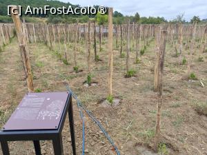 [P36] Vie tânără plantată în curtea culei lui Nistor. » foto by tata123 🔱
 - 
<span class="allrVoted glyphicon glyphicon-heart hidden" id="av1547769"></span>
<a class="m-l-10 hidden" id="sv1547769" onclick="voting_Foto_DelVot(,1547769,8064)" role="button">șterge vot <span class="glyphicon glyphicon-remove"></span></a>
<a id="v91547769" class=" c-red"  onclick="voting_Foto_SetVot(1547769)" role="button"><span class="glyphicon glyphicon-heart-empty"></span> <b>LIKE</b> = Votează poza</a> <img class="hidden"  id="f1547769W9" src="/imagini/loader.gif" border="0" /><span class="AjErrMes hidden" id="e1547769ErM"></span>