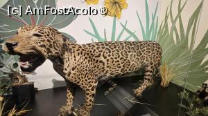 [P19] din fauna zonei » foto by robert
 - 
<span class="allrVoted glyphicon glyphicon-heart hidden" id="av1519654"></span>
<a class="m-l-10 hidden" id="sv1519654" onclick="voting_Foto_DelVot(,1519654,8109)" role="button">șterge vot <span class="glyphicon glyphicon-remove"></span></a>
<a id="v91519654" class=" c-red"  onclick="voting_Foto_SetVot(1519654)" role="button"><span class="glyphicon glyphicon-heart-empty"></span> <b>LIKE</b> = Votează poza</a> <img class="hidden"  id="f1519654W9" src="/imagini/loader.gif" border="0" /><span class="AjErrMes hidden" id="e1519654ErM"></span>