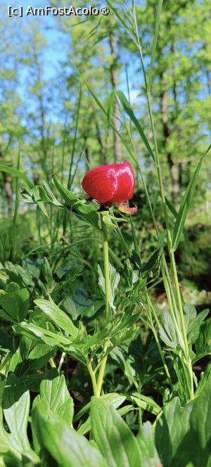 [P13] Planta ierboasă numită bujor. » foto by tata123 🔱
 - 
<span class="allrVoted glyphicon glyphicon-heart hidden" id="av1483619"></span>
<a class="m-l-10 hidden" id="sv1483619" onclick="voting_Foto_DelVot(,1483619,8118)" role="button">șterge vot <span class="glyphicon glyphicon-remove"></span></a>
<a id="v91483619" class=" c-red"  onclick="voting_Foto_SetVot(1483619)" role="button"><span class="glyphicon glyphicon-heart-empty"></span> <b>LIKE</b> = Votează poza</a> <img class="hidden"  id="f1483619W9" src="/imagini/loader.gif" border="0" /><span class="AjErrMes hidden" id="e1483619ErM"></span>