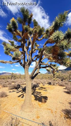 [P21] Josua Tree » foto by kmy
 - 
<span class="allrVoted glyphicon glyphicon-heart hidden" id="av1543507"></span>
<a class="m-l-10 hidden" id="sv1543507" onclick="voting_Foto_DelVot(,1543507,8408)" role="button">șterge vot <span class="glyphicon glyphicon-remove"></span></a>
<a id="v91543507" class=" c-red"  onclick="voting_Foto_SetVot(1543507)" role="button"><span class="glyphicon glyphicon-heart-empty"></span> <b>LIKE</b> = Votează poza</a> <img class="hidden"  id="f1543507W9" src="/imagini/loader.gif" border="0" /><span class="AjErrMes hidden" id="e1543507ErM"></span>