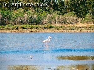 [P01] Un flamingo sălbatic, pe Lacul Sărat, Larnaca. » foto by Radix7
 - 
<span class="allrVoted glyphicon glyphicon-heart hidden" id="av1482067"></span>
<a class="m-l-10 hidden" id="sv1482067" onclick="voting_Foto_DelVot(,1482067,8430)" role="button">șterge vot <span class="glyphicon glyphicon-remove"></span></a>
<a id="v91482067" class=" c-red"  onclick="voting_Foto_SetVot(1482067)" role="button"><span class="glyphicon glyphicon-heart-empty"></span> <b>LIKE</b> = Votează poza</a> <img class="hidden"  id="f1482067W9" src="/imagini/loader.gif" border="0" /><span class="AjErrMes hidden" id="e1482067ErM"></span>