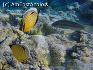 [P29] Linned butterfly fish » foto by basaku
 - 
<span class="allrVoted glyphicon glyphicon-heart hidden" id="av945927"></span>
<a class="m-l-10 hidden" id="sv945927" onclick="voting_Foto_DelVot(,945927,8517)" role="button">șterge vot <span class="glyphicon glyphicon-remove"></span></a>
<a id="v9945927" class=" c-red"  onclick="voting_Foto_SetVot(945927)" role="button"><span class="glyphicon glyphicon-heart-empty"></span> <b>LIKE</b> = Votează poza</a> <img class="hidden"  id="f945927W9" src="/imagini/loader.gif" border="0" /><span class="AjErrMes hidden" id="e945927ErM"></span>