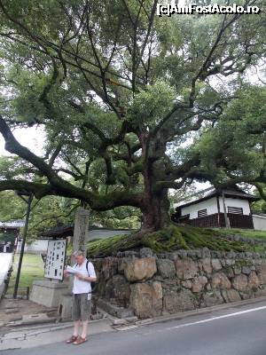 [P21] Kyoto, spre Templul Nanzenji » foto by mprofeanu
 - 
<span class="allrVoted glyphicon glyphicon-heart hidden" id="av705370"></span>
<a class="m-l-10 hidden" id="sv705370" onclick="voting_Foto_DelVot(,705370,8571)" role="button">șterge vot <span class="glyphicon glyphicon-remove"></span></a>
<a id="v9705370" class=" c-red"  onclick="voting_Foto_SetVot(705370)" role="button"><span class="glyphicon glyphicon-heart-empty"></span> <b>LIKE</b> = Votează poza</a> <img class="hidden"  id="f705370W9" src="/imagini/loader.gif" border="0" /><span class="AjErrMes hidden" id="e705370ErM"></span>