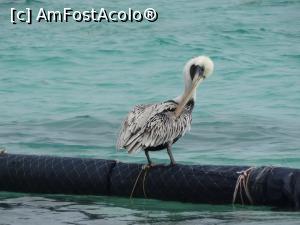 P10 [FEB-2018] un pelican stingher