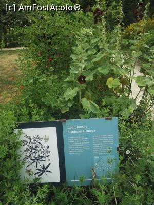 [P02] Plantele folosite pentru vopseaua roșie din Jardin des Plantes » foto by diacrys*
 - 
<span class="allrVoted glyphicon glyphicon-heart hidden" id="av788140"></span>
<a class="m-l-10 hidden" id="sv788140" onclick="voting_Foto_DelVot(,788140,9297)" role="button">șterge vot <span class="glyphicon glyphicon-remove"></span></a>
<a id="v9788140" class=" c-red"  onclick="voting_Foto_SetVot(788140)" role="button"><span class="glyphicon glyphicon-heart-empty"></span> <b>LIKE</b> = Votează poza</a> <img class="hidden"  id="f788140W9" src="/imagini/loader.gif" border="0" /><span class="AjErrMes hidden" id="e788140ErM"></span>