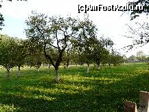 [P20] Pomi fructiferi in livada manastiri » foto by dannek
 - 
<span class="allrVoted glyphicon glyphicon-heart hidden" id="av161886"></span>
<a class="m-l-10 hidden" id="sv161886" onclick="voting_Foto_DelVot(,161886,9640)" role="button">șterge vot <span class="glyphicon glyphicon-remove"></span></a>
<a id="v9161886" class=" c-red"  onclick="voting_Foto_SetVot(161886)" role="button"><span class="glyphicon glyphicon-heart-empty"></span> <b>LIKE</b> = Votează poza</a> <img class="hidden"  id="f161886W9" src="/imagini/loader.gif" border="0" /><span class="AjErrMes hidden" id="e161886ErM"></span>