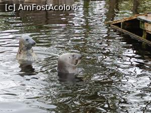 [P20] Stockholm, Skansen,  Zona acvatică dedicată Focilor cenușii (Gråsälar) » foto by mprofeanu
 - 
<span class="allrVoted glyphicon glyphicon-heart hidden" id="av1516493"></span>
<a class="m-l-10 hidden" id="sv1516493" onclick="voting_Foto_DelVot(,1516493,9962)" role="button">șterge vot <span class="glyphicon glyphicon-remove"></span></a>
<a id="v91516493" class=" c-red"  onclick="voting_Foto_SetVot(1516493)" role="button"><span class="glyphicon glyphicon-heart-empty"></span> <b>LIKE</b> = Votează poza</a> <img class="hidden"  id="f1516493W9" src="/imagini/loader.gif" border="0" /><span class="AjErrMes hidden" id="e1516493ErM"></span>